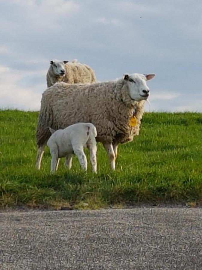 "Het Steechje" In Ie Bij Schiermonnikoog En Ameland Leilighet Ee Eksteriør bilde
